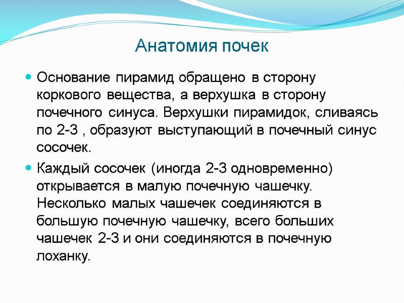Анатомия почек Основание пирамид обращено в сторону коркового вещества, а верхушка в сторону почечного